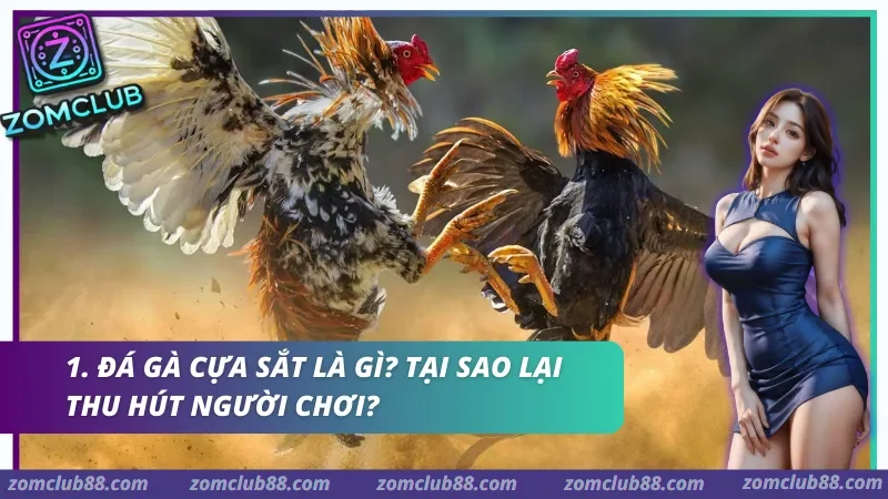 Hình ảnh Da Ga Cua Sat Zomclub 1 trong bài viết Đá Gà Cựa Sắt Zomclub - Cách Xem, Luật & Kèo Cơ Bản 2026. Hai gà chọi tung cánh giao đấu trong ảnh giới thiệu đá gà cựa sắt Zomclub