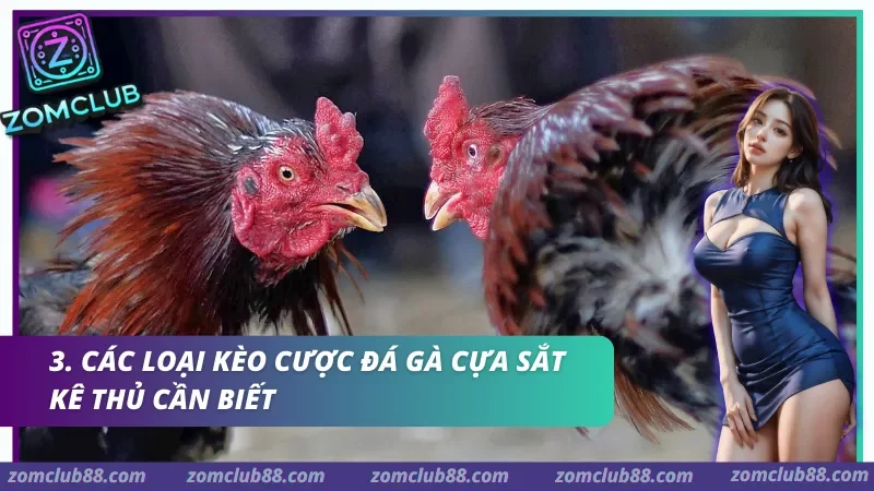Hình ảnh Da Ga Cua Sat Zomclub 2 trong bài viết Đá Gà Cựa Sắt Zomclub - Cách Xem, Luật & Kèo Cơ Bản 2026. Hai gà chọi đối mặt trong ảnh giới thiệu các loại kèo đá gà cựa sắt