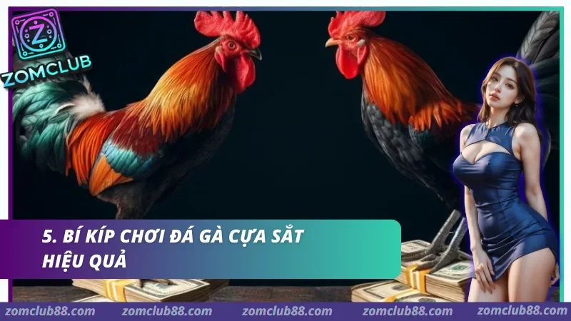 Hình ảnh Da Ga Cua Sat Zomclub 3 trong bài viết Đá Gà Cựa Sắt Zomclub - Cách Xem, Luật & Kèo Cơ Bản 2026. Hai gà trống và các xấp tiền trong ảnh về kinh nghiệm đá gà cựa sắt