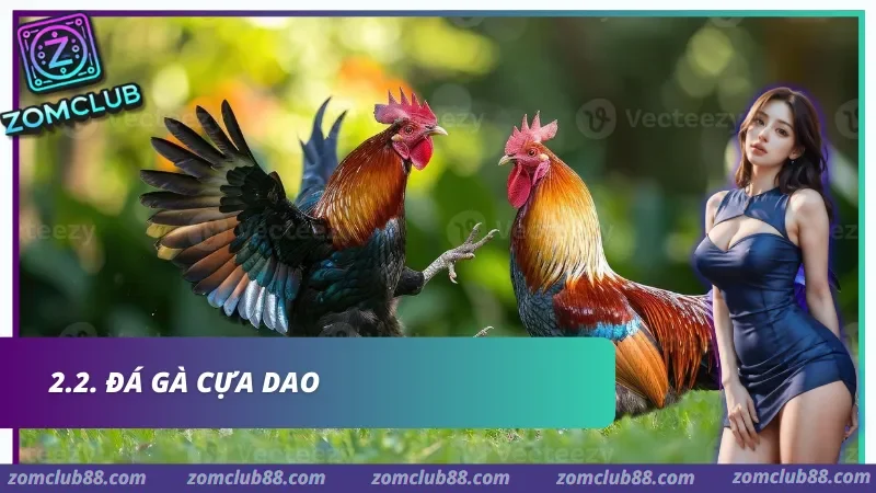 Hình ảnh Kinh Nghiem Da Ga Zomclub 2 trong bài viết Kinh Nghiệm Đá Gà Zomclub - Quan Sát Trận & Quản Lý Vốn 2026. Hai gà chọi trong ảnh giới thiệu đá gà cựa dao Zomclub