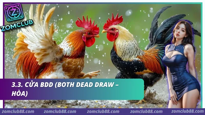 Hình ảnh Kinh Nghiem Da Ga Zomclub 3 trong bài viết Kinh Nghiệm Đá Gà Zomclub - Quan Sát Trận & Quản Lý Vốn 2026. Hai gà chọi trong ảnh giải thích cửa BDD, tức Hòa, của đá gà Zomclub