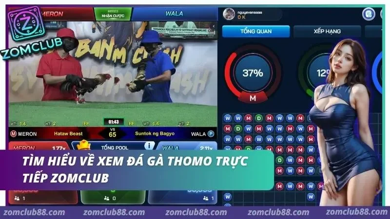 Hình ảnh Xem Da Ga Thomo Truc Tiep Zomclub 1 1 trong bài viết Xem Đá Gà Thomo Trực Tiếp ZomClub - Lịch & Cách Xem 2026. Giao diện đá gà với video, hai cửa Meron–Wala và bảng thống kê