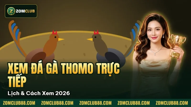Xem Đá Gà Thomo Trực Tiếp ZomClub - Lịch & Cách Xem 2026 1 Hai con gà trong vòng sới ở ảnh đại diện hướng dẫn xem Thomo ZomClub