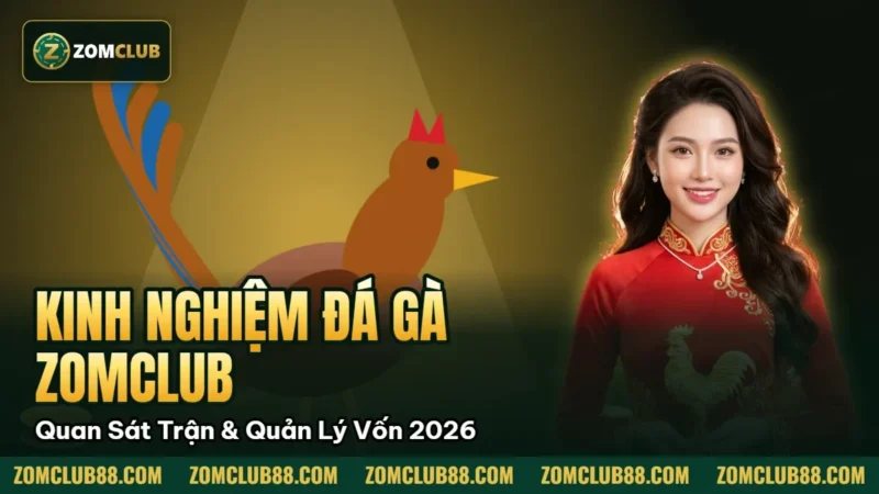 Kinh Nghiệm Đá Gà Zomclub - Quan Sát Trận & Quản Lý Vốn 2026 1 Gà trống trên ảnh kinh nghiệm đá gà Zomclub